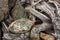 Lichen covered rocks and roots abstract.