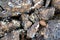 Lichen covered rocks on top of Mount Wellington, Hobart, Tasmania