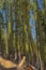 Lichen Covered Tall Pines Along a Mountain trail