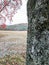 Lichen Covered Tree Tunk Looks Over Cataloochee Valley