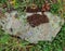 Lichen and dried Moss on Rock