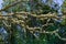 Lichen on a dying tree, Martha`s Vineyard Massachusetts