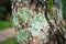 Lichen in forest, mossy rain forest, Soft focus