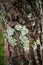 Lichen in forest, mossy rain forest, Soft focus