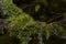 Lichen, fungus, moss, leaves
