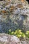 Lichen gardens on seaside rocks.
