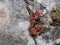 Lichen on a gray stone and dry-loving plant.