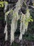 Lichen Growing on Pine Tree