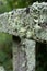 Lichen Growing On A Wooden Fence Post With Trees In The Background