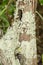 Lichen Growing On Wooden Post