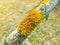 Lichen grows on a dry branch