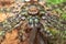 Lichen hunstman spider with prey