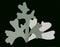 Lichen hypogymnia logo icon gray on black