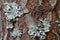 Lichen, Hypogymnia physodes
