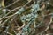 Lichen Hypogymnia physodes on tree closeup