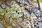 Lichen hypogymnia physodes on tree trunk. Close up