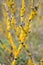 Lichen ksantoriya wall Xanthoria parietina L. Belt. on bush bark