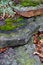 Lichen, Moss, Autumn Leaves and Groundcover Growing on Top of Three Tiered Sandstone Boulders