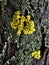 Lichen and moss closeup