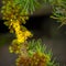 Lichen and moss growing on a larch twig