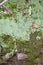 Lichen and Moss Summer Forest Floor Detailed View