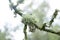 Lichen oakmoss on a tree branch, blue branched lichen