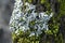 Lichen Parmelia sulcata and bright green moss on a tree bark