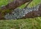 Lichen, Parmotrema perlatum on tree branch.