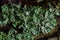 Lichen - Parmotrema reticulatum Growing on fallen log