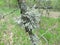 lichen photo - a piece of tree branch, covered with lichen