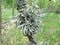 lichen photo - a piece of tree branch, covered with lichen