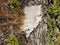 Lichen and Poplar bark background