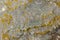 lichen presumably on quartzite sandstone surface under direct sunlight - full-frame texture and background