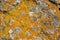 Lichen rock surface moss boulder stone rocky texture background orange wall mossy image face fungi fungus rocks macro dry lychen