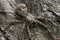 Lichen-running spider, Philodromus margaritatus camouflaged on burnt pine bark