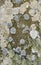 Lichen on Scottish Gravestone