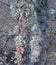 Lichen on silver birch, Crieff, Perthshire, Scotland