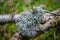 Lichen silver bunch clump moss detail close-up branch