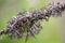 Lichen on a spruce branch