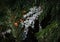 Lichen on the spruce branch