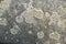 Lichen on a stone slab