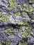 Lichen stone texture