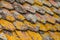 Lichen on terra cotta tiles on roof