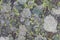 Lichen textures