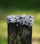 Lichen on the top of wooden fence