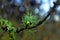 Lichen trapped in a dry gain. Lichen trapped in a dry gain. Bluish green twigs and appearance of small thorns