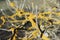 Lichen on tree branch - Lichen grows on rotten wood