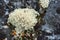 Lichen and tundra vegetation