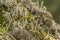 Lichen vegetation closeup