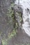 Lichen on wet dark gray stone surface